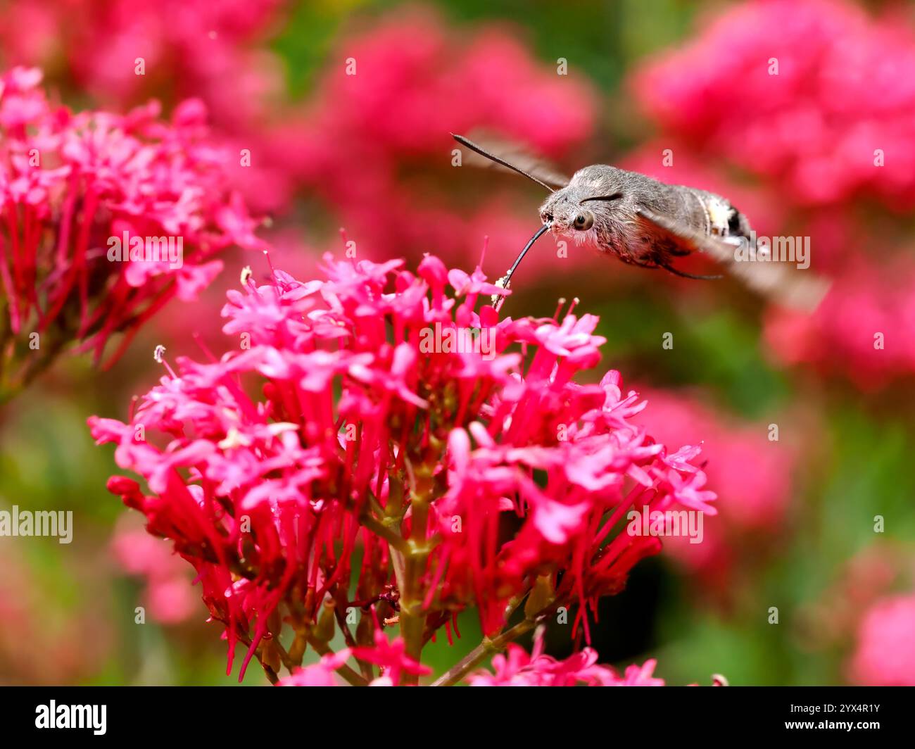 Primo piano della farfalla di Falco-falena (Macroglossum stellatarum) di colibrì che dà da mangiare ai fiori rossi valeriani (Centranthus ruber) in volo Foto Stock Primo piano della farfalla di Falco-falena (Macroglossum stellatarum) di colibrì che dà da mangiare ai fiori rossi valeriani (Centranthus ruber) in volo Foto Stock