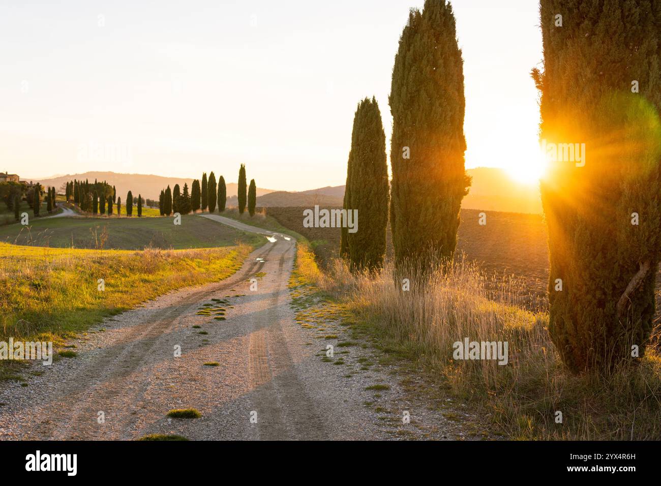 Strada rurale con cipressi al tramonto in Toscana, Italia. Luce gialla del sole nascente che attraversa i rami degli alberi. Foto Stock