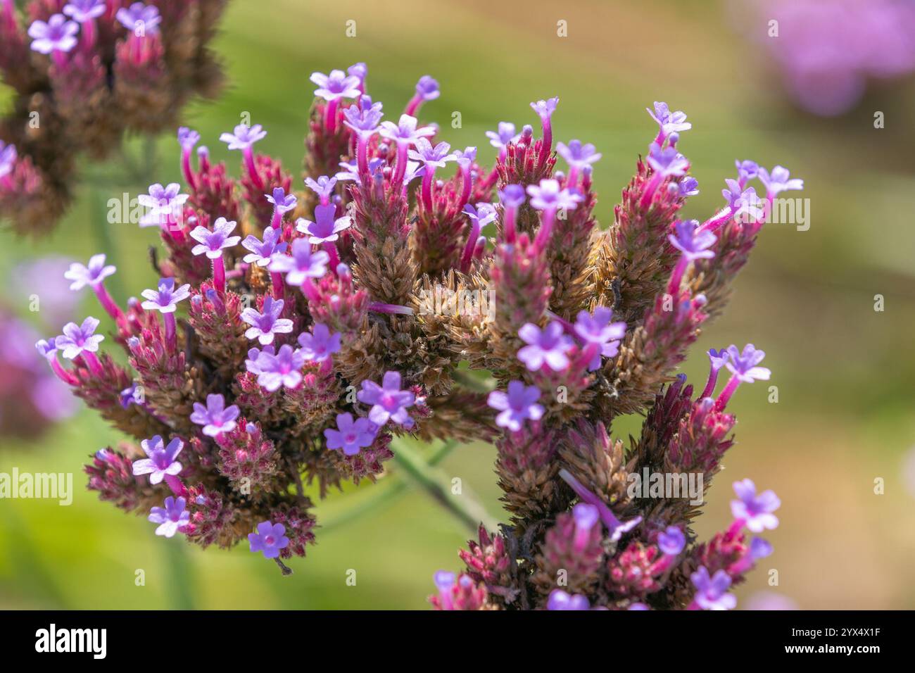 Splendidi fiori viola di Verbena bonariensis, primo piano. La verba del purpletop, la vervain del clustertop, la vervain argentina, la verbena alta, il verben grazioso Foto Stock