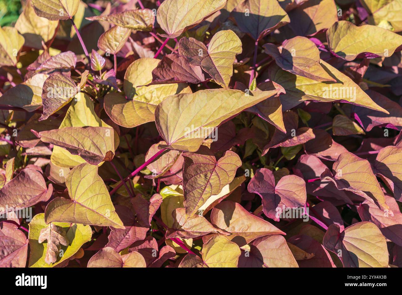 Foglie brillanti di patate dolci in autunno, primo piano. Informazioni generali sull'impianto. Ipomoea batatas. Foto Stock