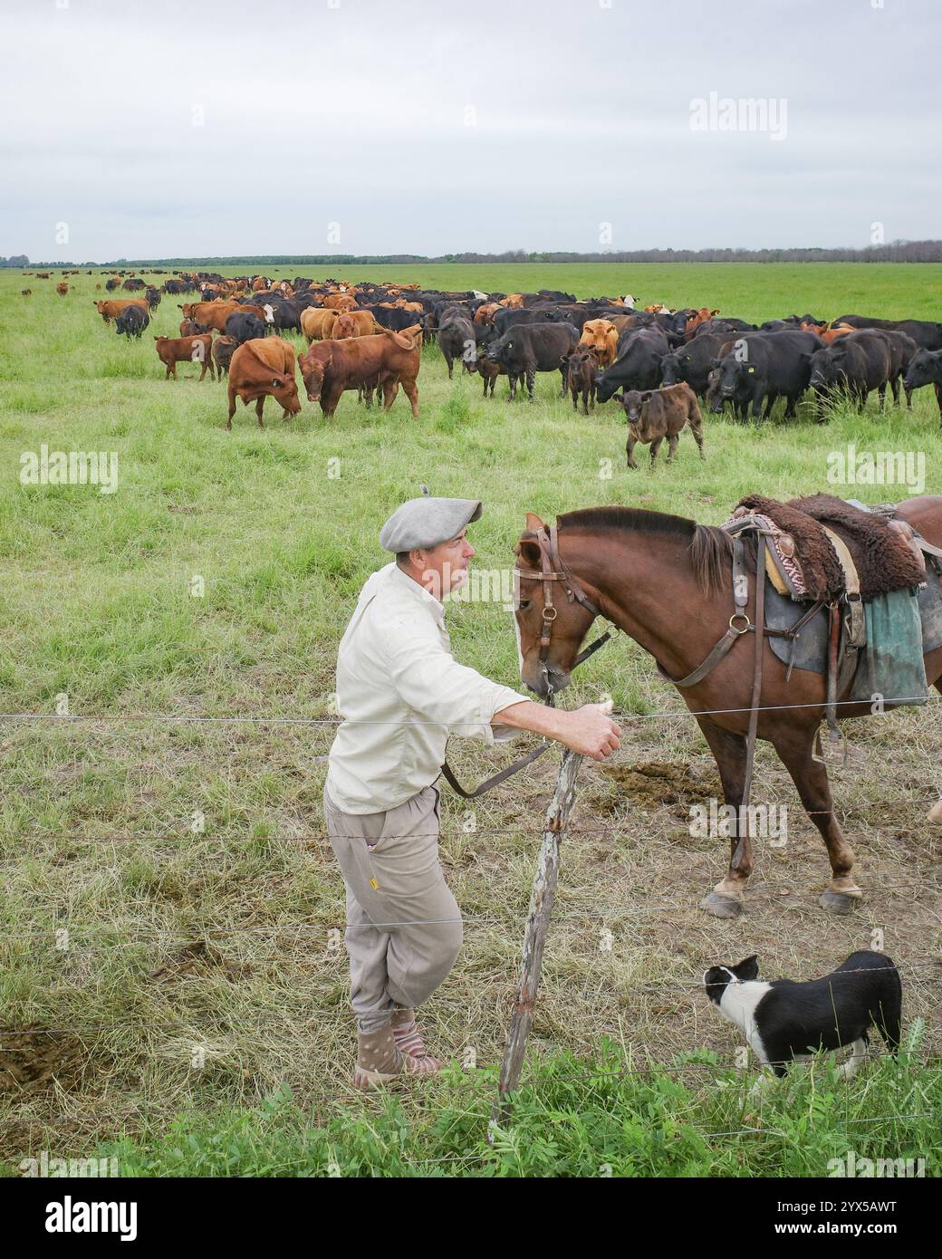 San Antonio de Areco, Argentina - 19 novembre 2024: Un Gaucho argentino con il suo cavallo, cane e mandria di bovini nelle Pampas Foto Stock