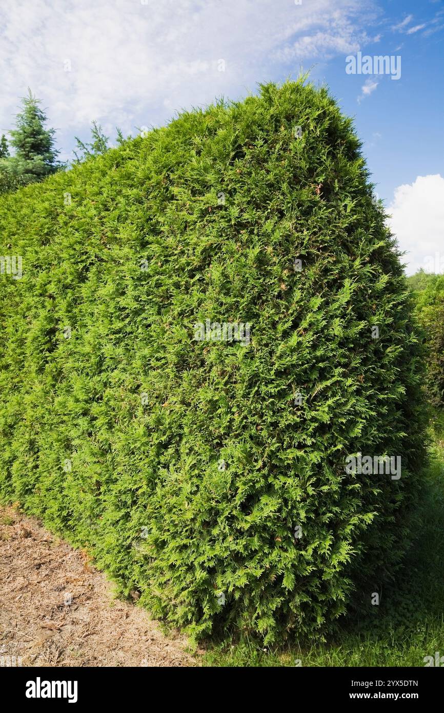 Thuja occidentalis rifilata - siepe di cedro nel giardino di campagna in estate. Foto Stock
