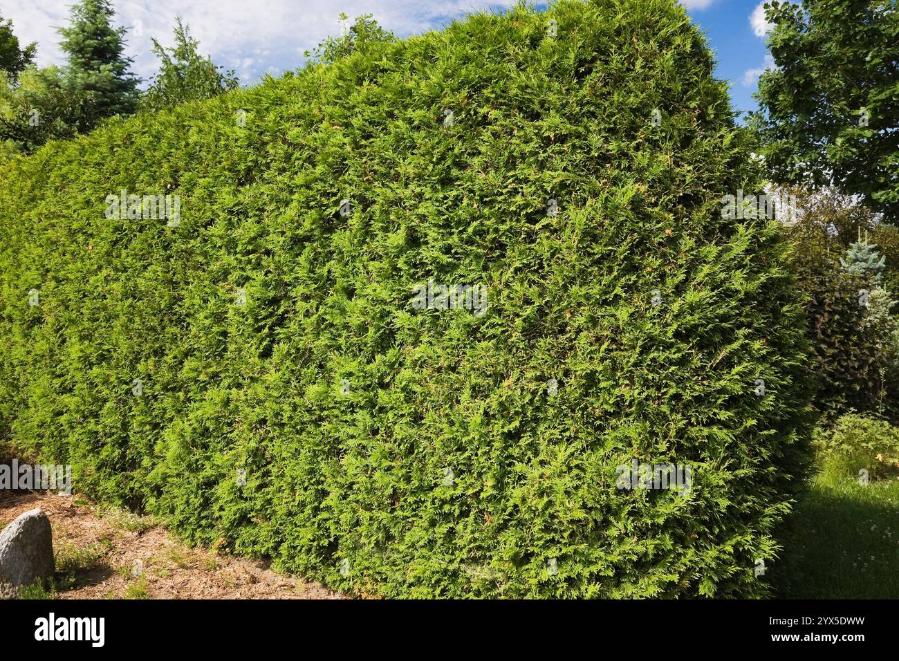 Thuja occidentalis rifilata - siepe di cedro nel giardino di campagna in estate. Foto Stock