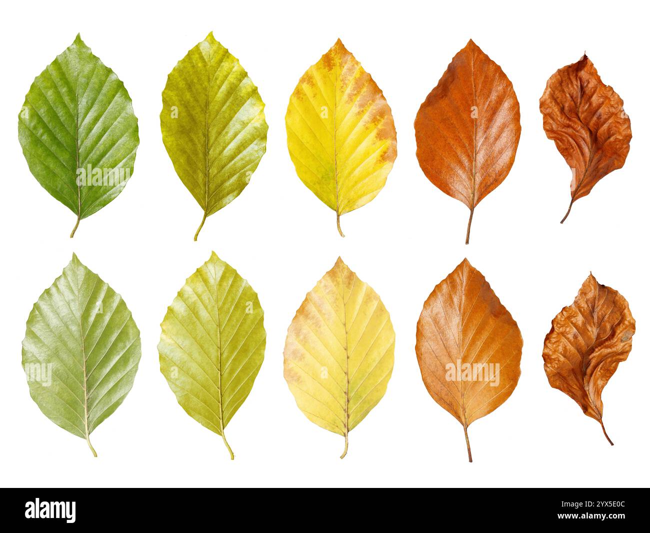 Dieci foglie mostrano un'armoniosa sfumatura di colore dal verde fresco alle foglie autunnali marroni, che illustra la naturale transitorietà e transizione della S Foto Stock