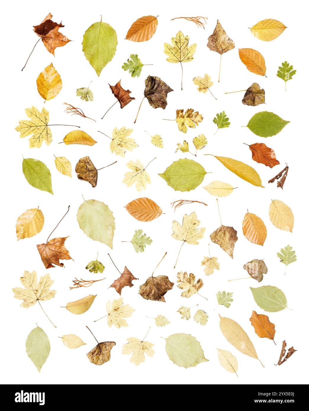 Una raccolta armoniosa di foglie essiccate di diverse specie di alberi che cattura la bellezza e la diversità di colore dell'autunno su sfondo bianco. Foto Stock Una raccolta armoniosa di foglie essiccate di diverse specie di alberi che cattura la bellezza e la diversità di colore dell'autunno su sfondo bianco. Foto Stock