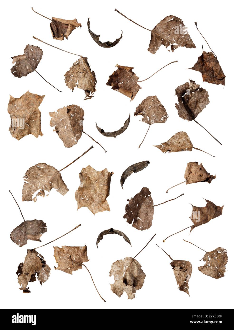 Una collezione di foglie di pioppo asciutte e frammentate che mostrano la fragilità e la naturale transitorietà dell'autunno su sfondo bianco esposto Foto Stock
