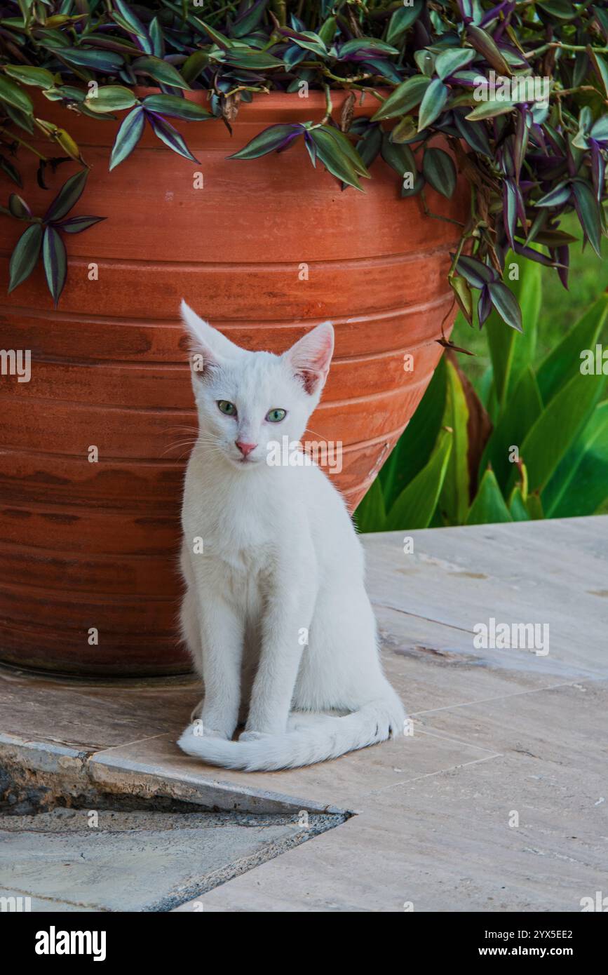 Piuttosto giovane gatto bianco cipriota. Foto Stock