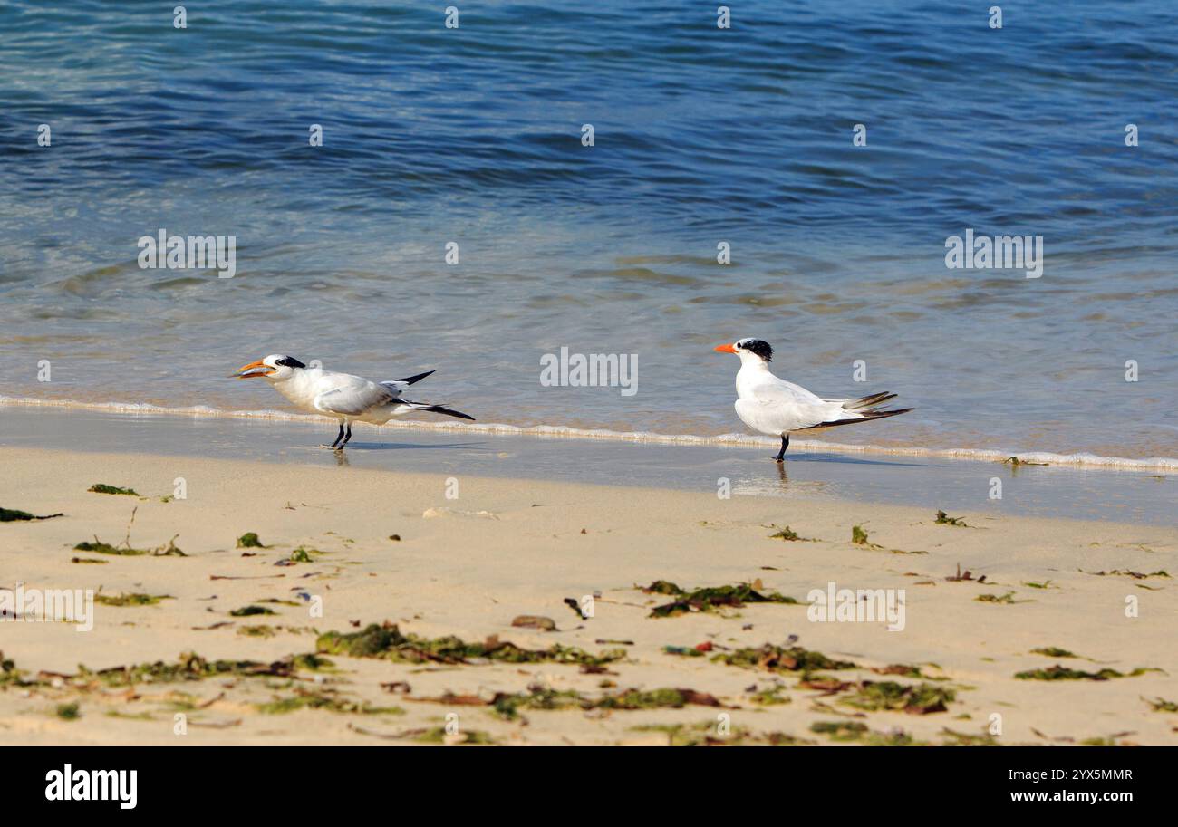 Un paio di uccelli Royal Tern sulla costa di Great Anse Beach a Grenada. Uno degli uccelli ha appena catturato un pesce nel becco arancione Foto Stock