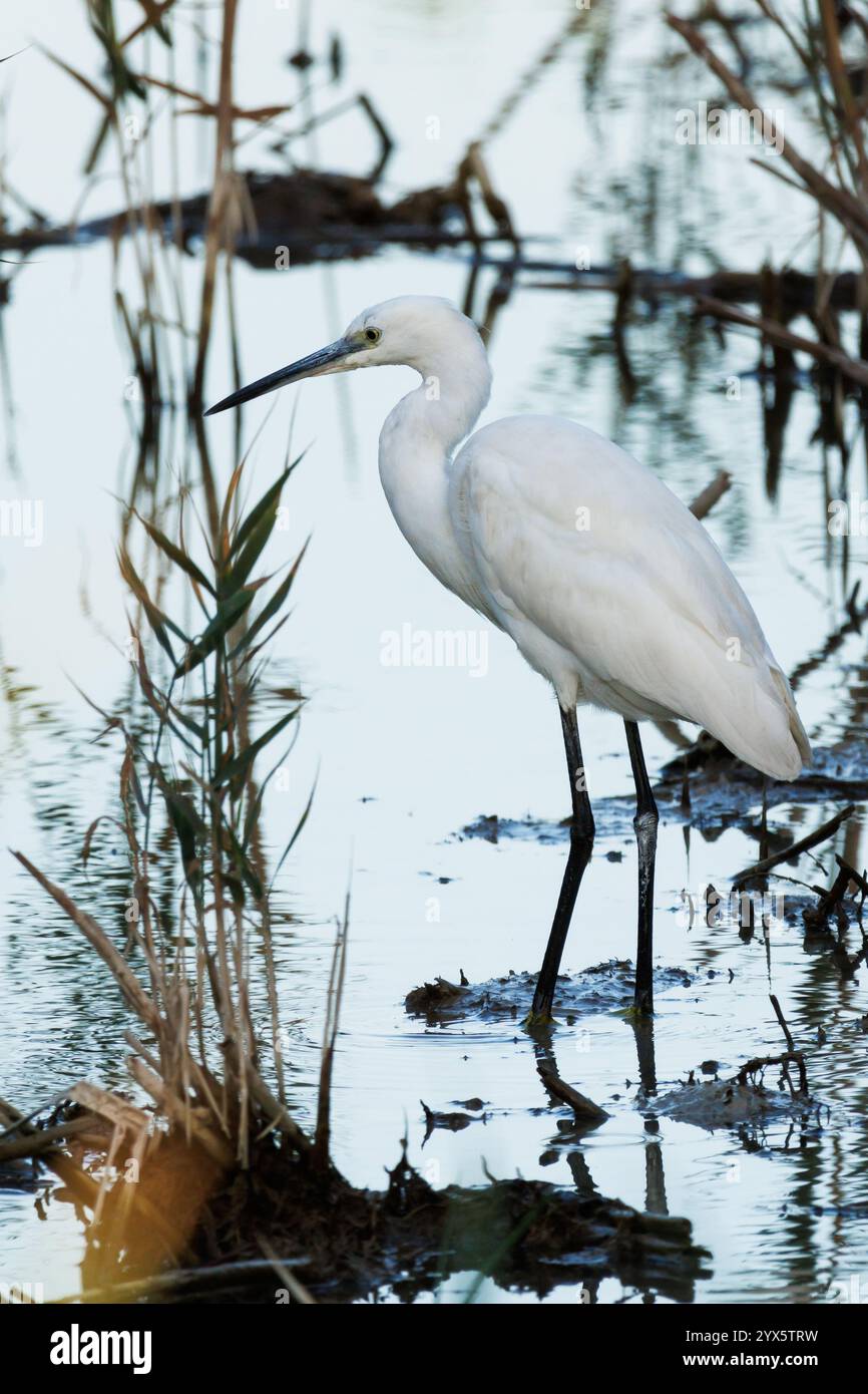 Piccola Egret Egretta garzetta sull'acqua con riflessi argentati in cerca di cibo alla fine della giornata nel Parco naturale El Hondo, Elche, Spagna Foto Stock