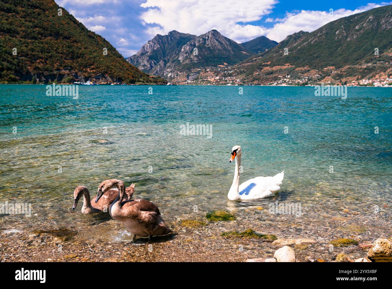 Panorama dei laghi italiani. Lago d'Iseo. Vista della splendida isola di Monte Isola con cigni e il villaggio di Peschiera Maraglio. Italia, provincia di Brescia Foto Stock
