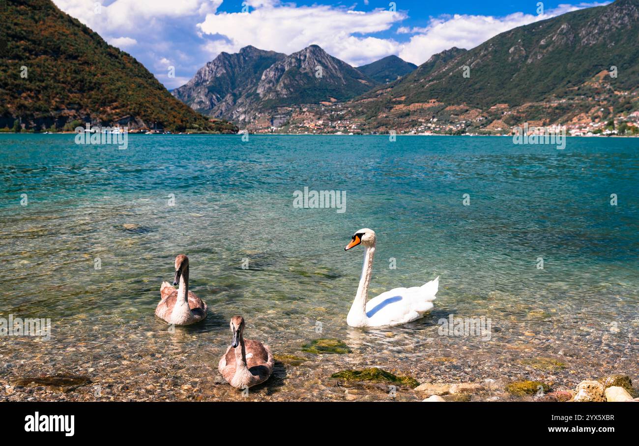 Panorama dei laghi italiani. Lago d'Iseo. Vista della splendida isola di Monte Isola con cigni e il villaggio di Peschiera Maraglio. Italia, provincia di Brescia Foto Stock