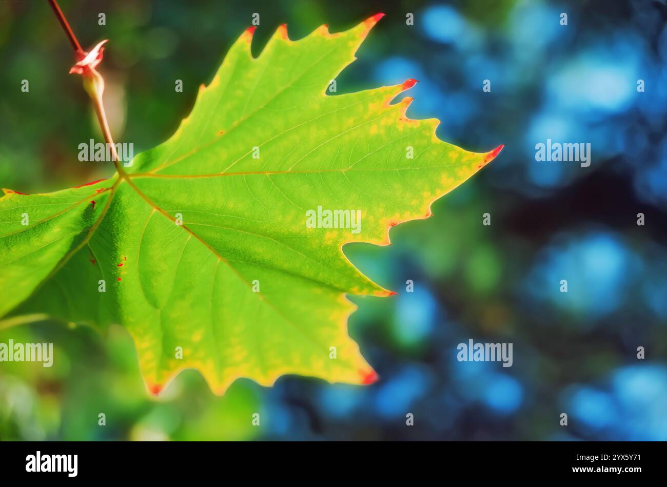Foglie di acero verde brillante in autunno o in autunno con sfondo sfocato Foto Stock
