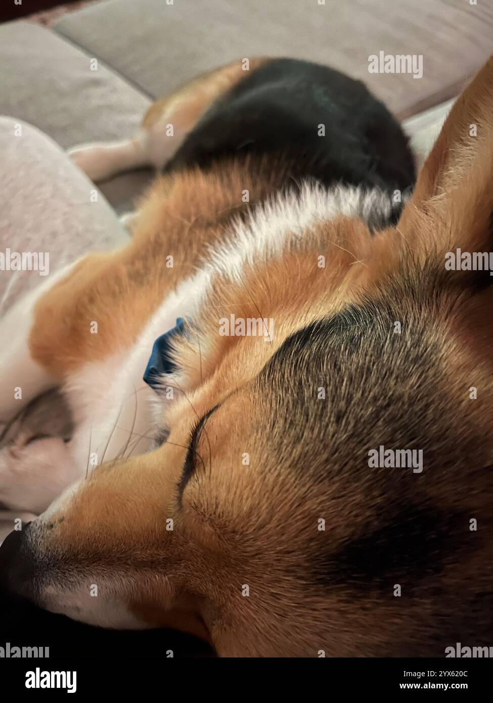 Accogliente Corgi che dorme tranquillamente su un divano Foto Stock