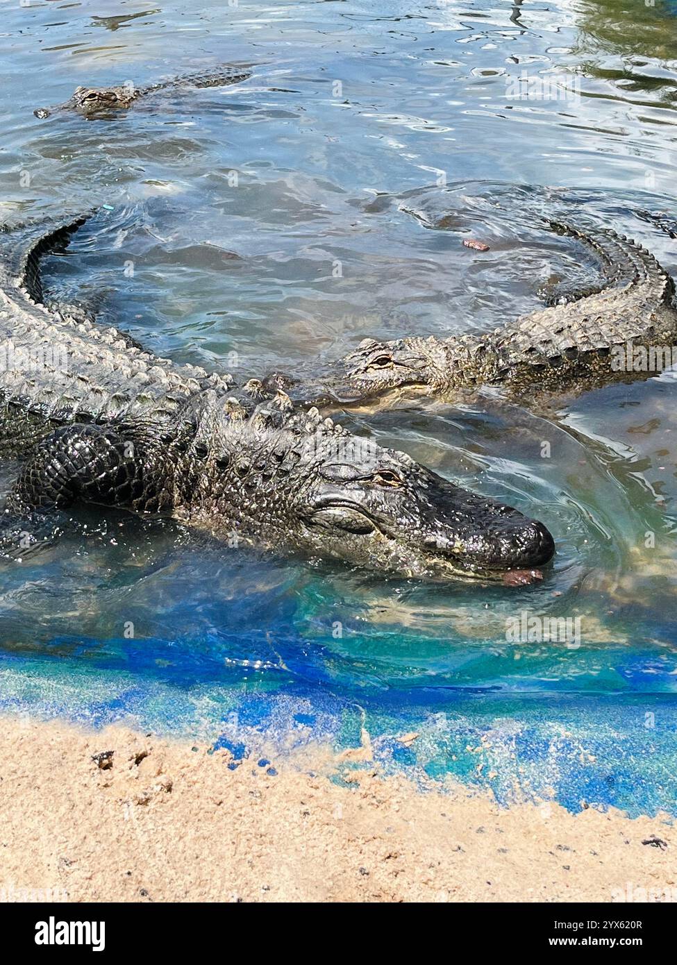 Primo piano di alligatori in acque poco profonde in un giorno di sole - Immagine stock catturata con smartphone