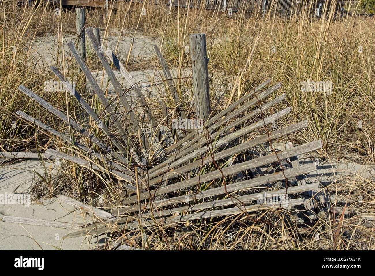 Recinzione di sabbia di legno caduto in erba di spiaggia appassita Foto Stock