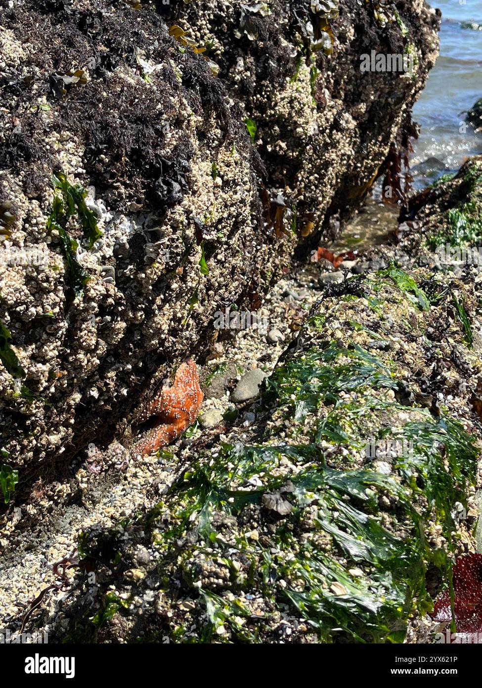 Colorato habitat della piscina di marea con stelle marine e alghe marine - Immagine stock catturata con smartphone