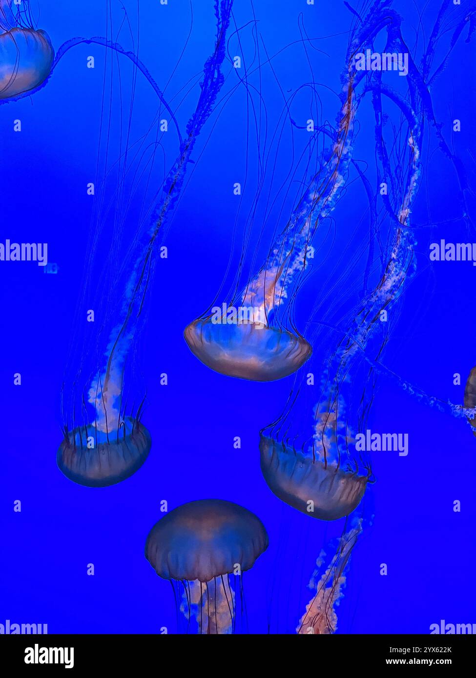 Ipnotiche meduse in un profondo acquario blu - Immagine stock catturata con smartphone