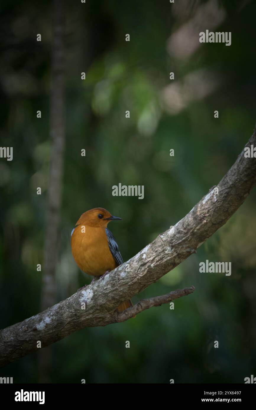 Red-capped Robin-Chat, Cossypha natalensis, visto appollaiare nella foresta Afromontana di Selsomseen, Highlands orientali, Mutare, Manicaland, Zimbabwe Foto Stock