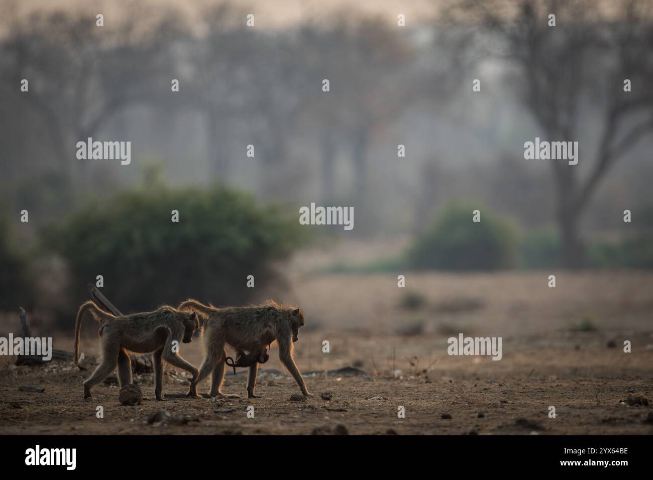 Un trio di babbuini Chacma, Papio ursinus, si forgia nelle savane boschive aperte del Parco Nazionale di Gonarezhou, Provincia di Masvingo, Zimbabwe. Foto Stock