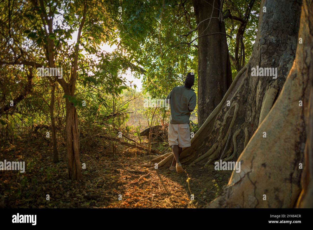 Una guida di uccelli cerca il gufo di pesca di Pel in una passeggiata a Dumela, Pafuri, Parco Nazionale di Limpopo, Provincia di Gaza, Mozambico. Foto Stock