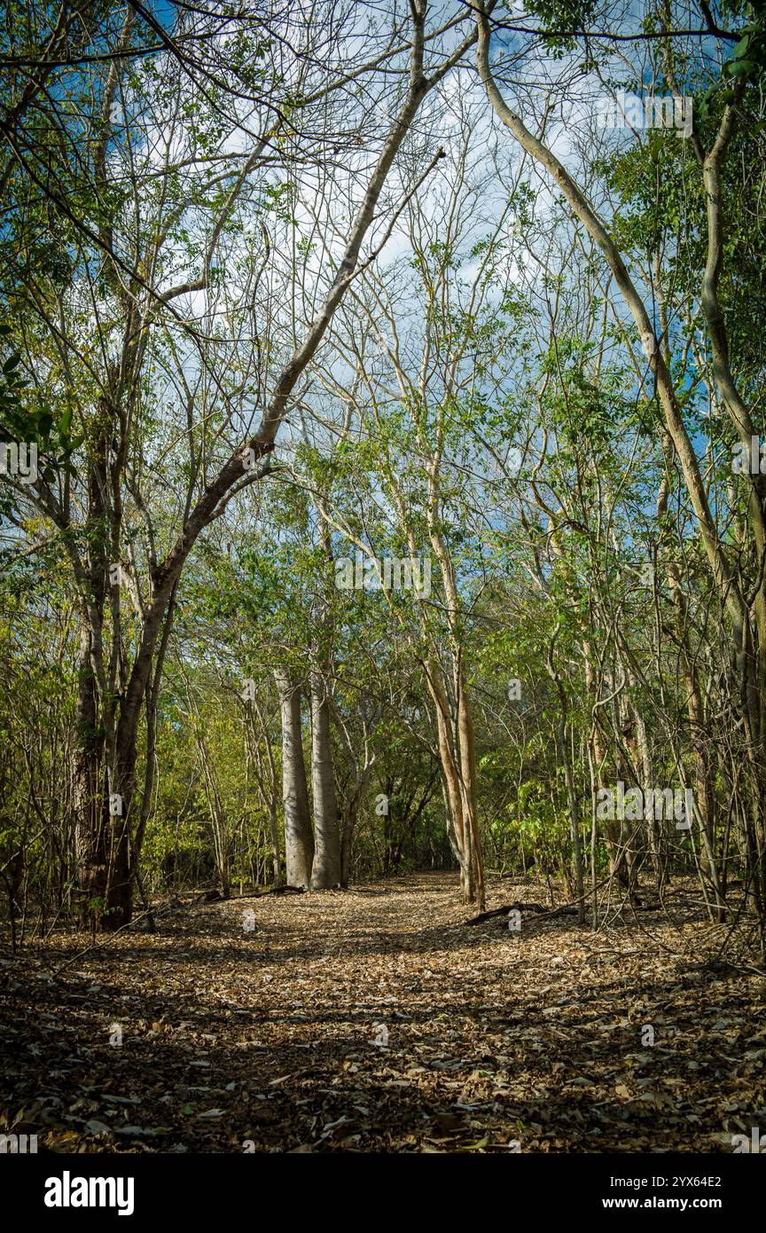 Le splendide e uniche foreste di miombo di Mhpingwe, provincia di Sofala, Mozambico, sono dominate da alberi come Brachystegia e Julbernardia sp Foto Stock