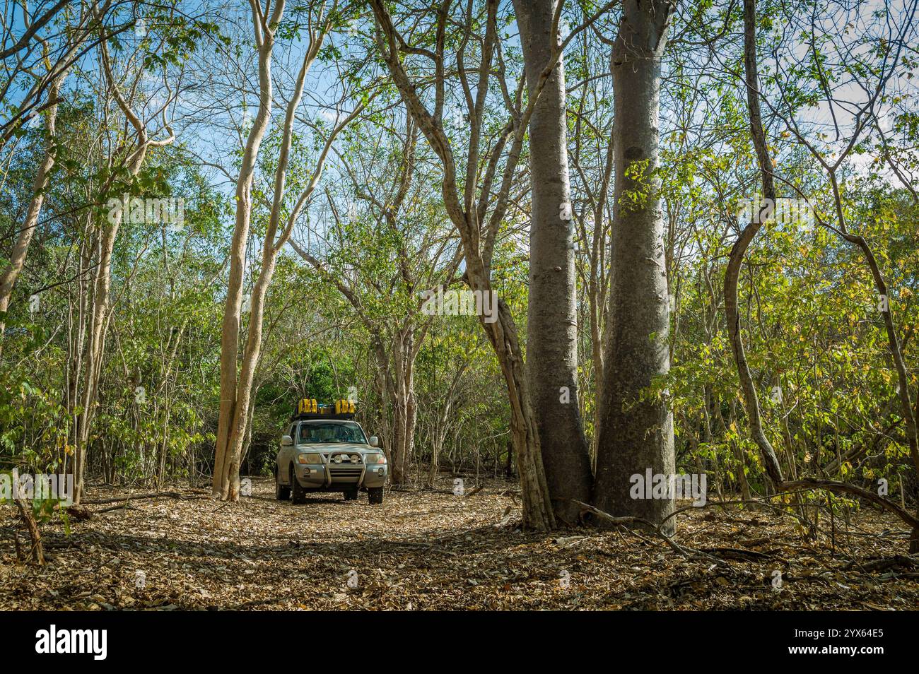 Guida un veicolo 4x4 attraverso le bellissime foreste di miombo di Mhpingwe, provincia di Sofala, Mozambico, dominate da alberi come Brachystegia Foto Stock