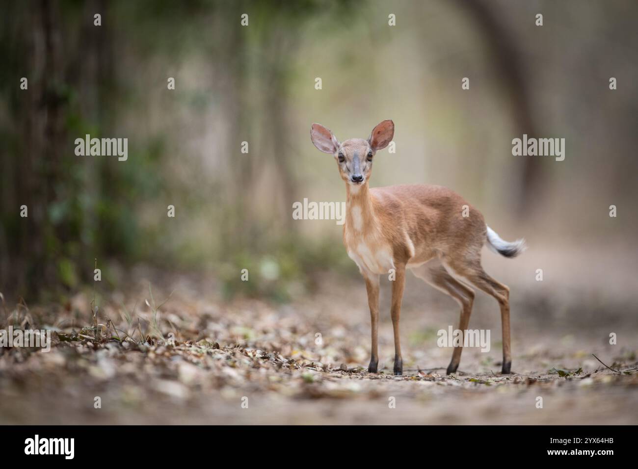 Il suni, Nesotragus moschatus, è un'antilope pigmea che si trova nel sottobosco di boschi e foreste, tra cui il miombo a Mhpingwe, Sofala, Mozambico Foto Stock