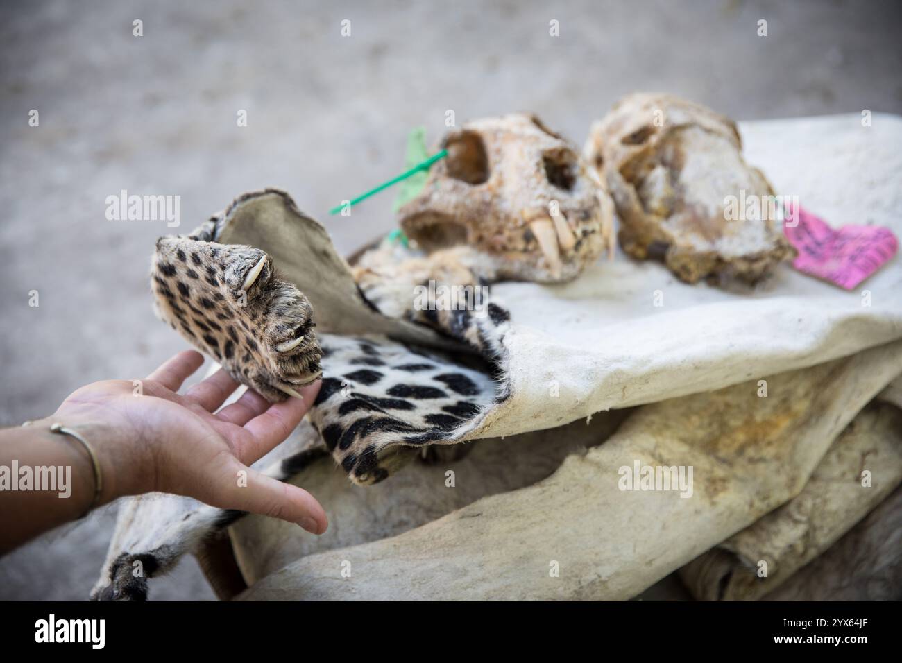 Trofei di leopardo marcati, tra cui teschi salati e pelle dell'Africa leopardo, Panthera pardus, concessione di caccia, provincia di Sofala, Mozambico. Foto Stock