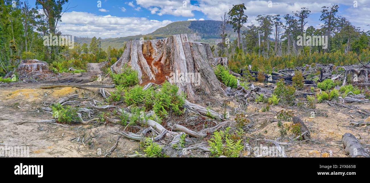 Enormi e antichi alberi di eucalipto nella foresta pluviale a sud di Hobart vicino a Huonville presso il Grove of Giants, Huon Valley, Tasmania, Australia Foto Stock