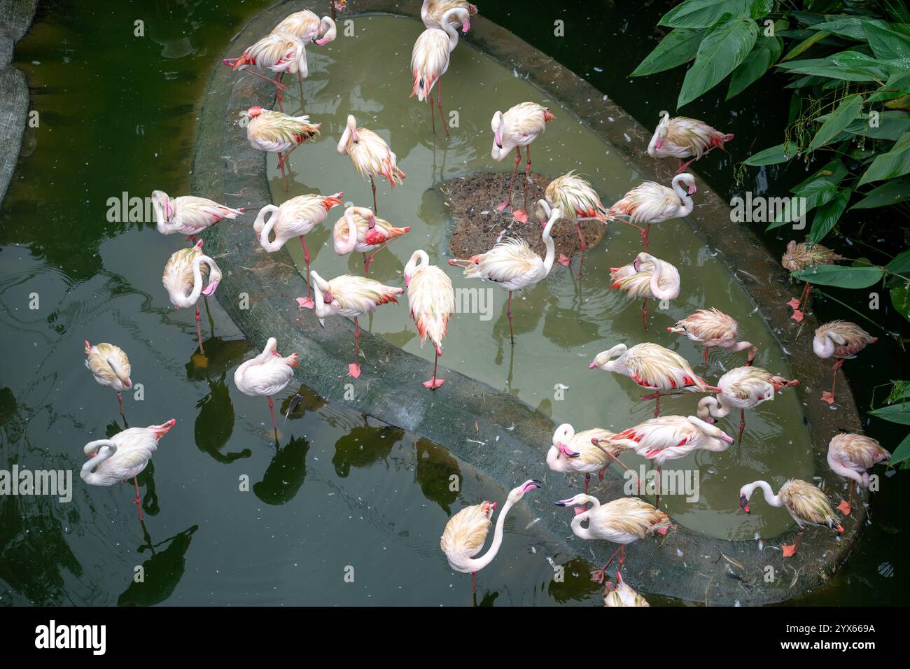 fenicotteri rosa, riserva naturale degli uccelli Mandai, giornata piovosa, destinazione turistica, conservazione dell'ambiente naturale Foto Stock