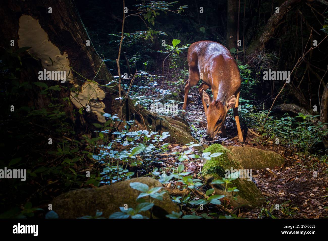 Una foresta rossa duiker, Cephalophus natalensis, nota anche come Natal duiker, cammina lungo un sentiero di caccia a Goedgelegen Conservancy, Mpumalanga, Sudafrica. Foto Stock