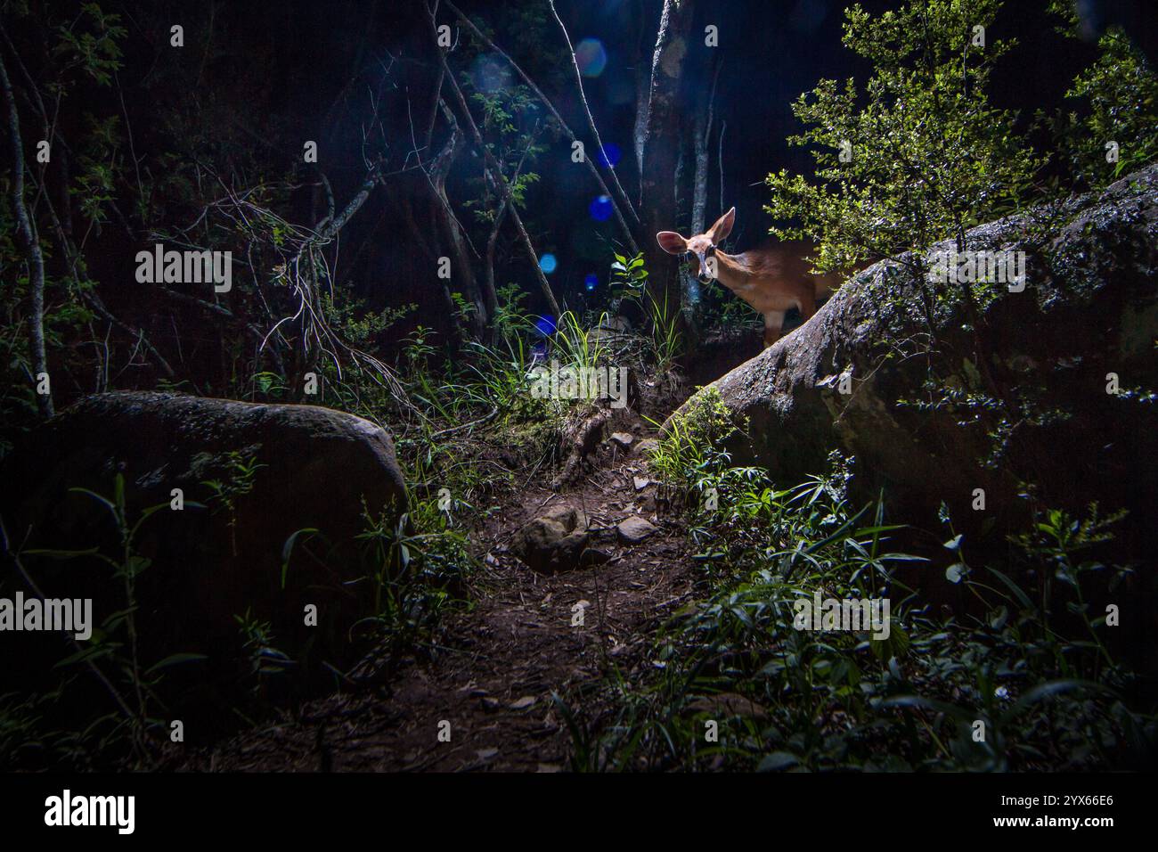 Una femmina bushbuck, Tragelaphus sylvaticus, cammina lungo un sentiero roccioso di notte, a Goedgelegen Conservancy, Mpumalanga, Sudafrica Foto Stock