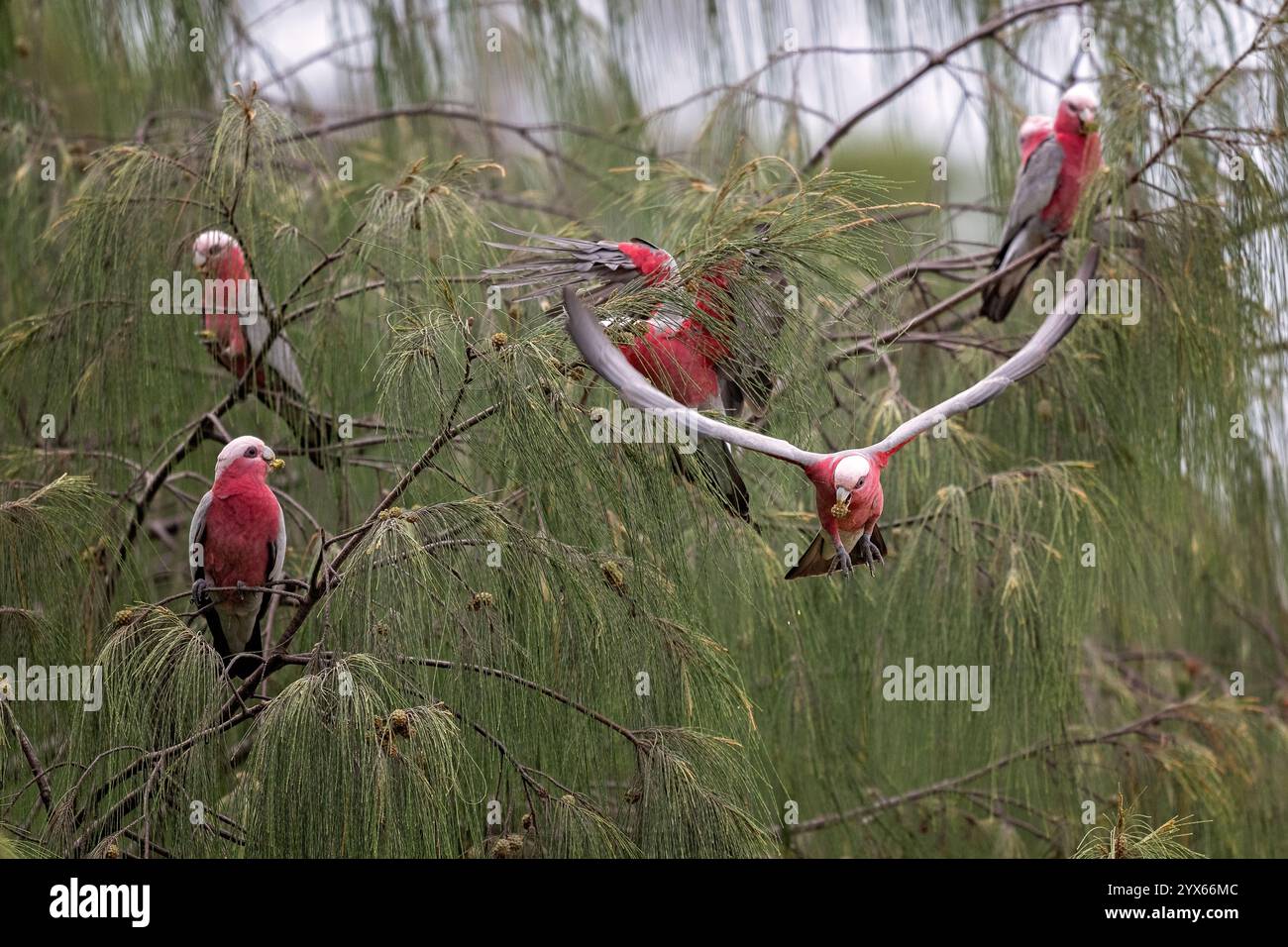 Uccelli gala nativi, Eolophus roseicapilla, che si nutrono di semi di alberi di casuarina costiera, volano e appollaiano, Hervey Bay, Queensland Australia Foto Stock