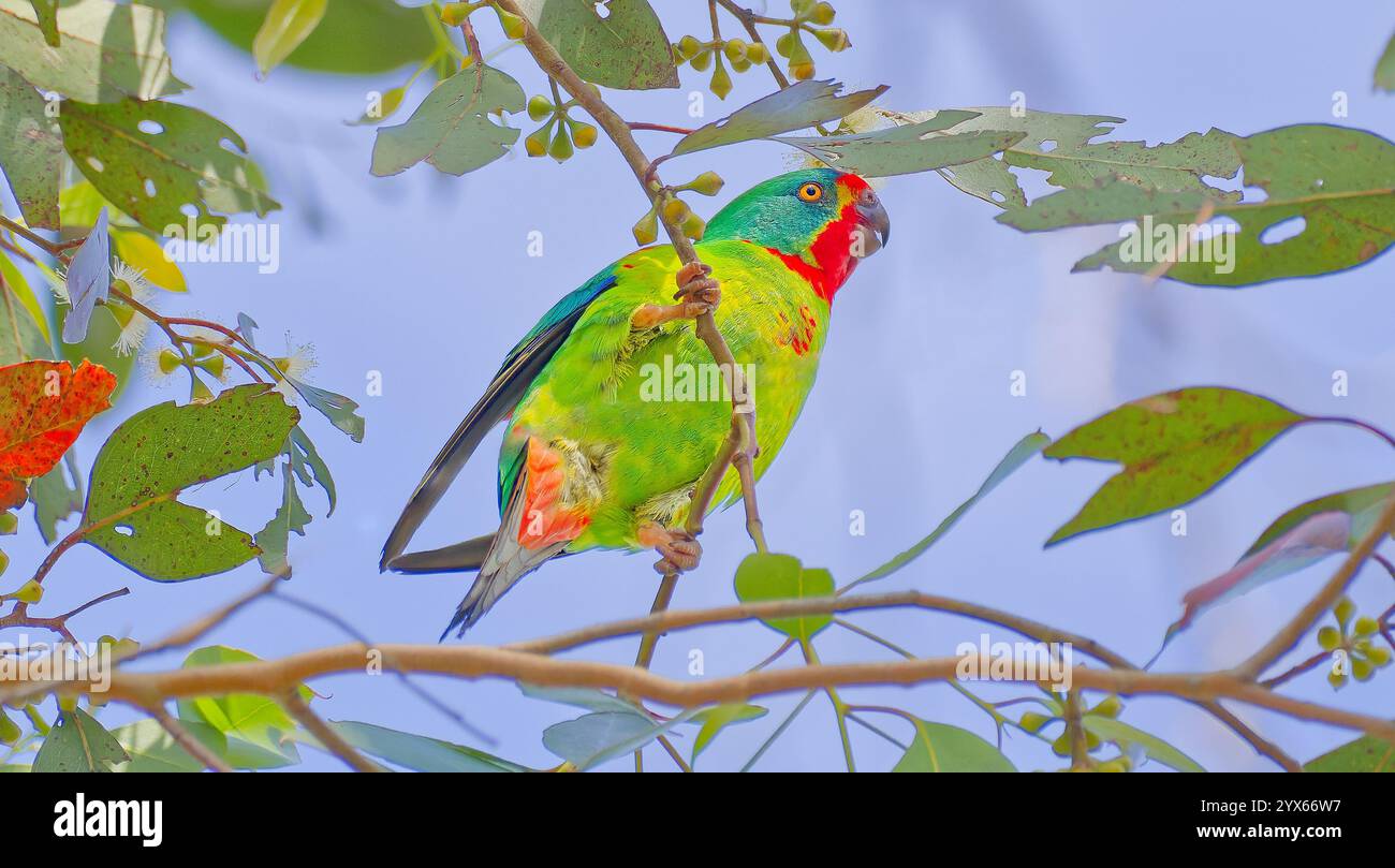 Un pappagallo Swift (Lathamus scolora) uccello in via di estinzione che naviga in un albero di eucalipto con cielo blu nelle giornate di sole a Hobart, Tasmania, Australia Foto Stock