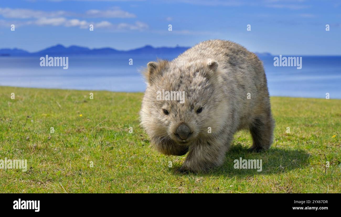 Un wombat si ferma mentre cammina attraverso l'erba verso una macchina fotografica in una giornata di sole con l'oceano e le isole dietro di esso a Maria Island, Tasmania, Australia Foto Stock