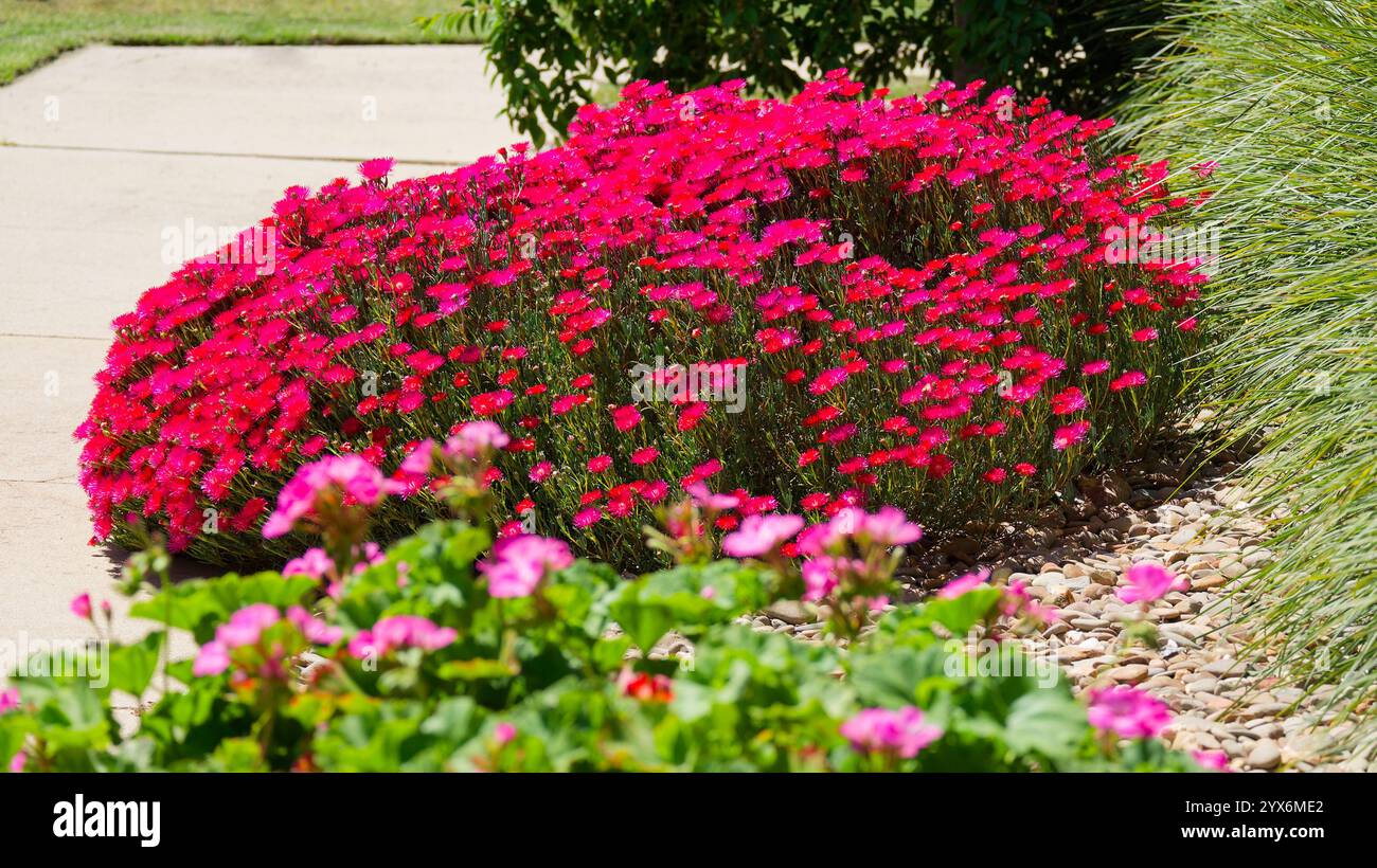 Le vivaci piante rosa di Pig Face fioriscono in un giardino roccioso in Australia Foto Stock