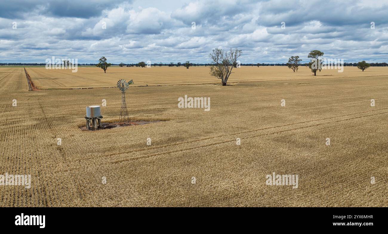 Vasti terreni agricoli rurali con alberi e colture sparse vicino a Savernake Foto Stock