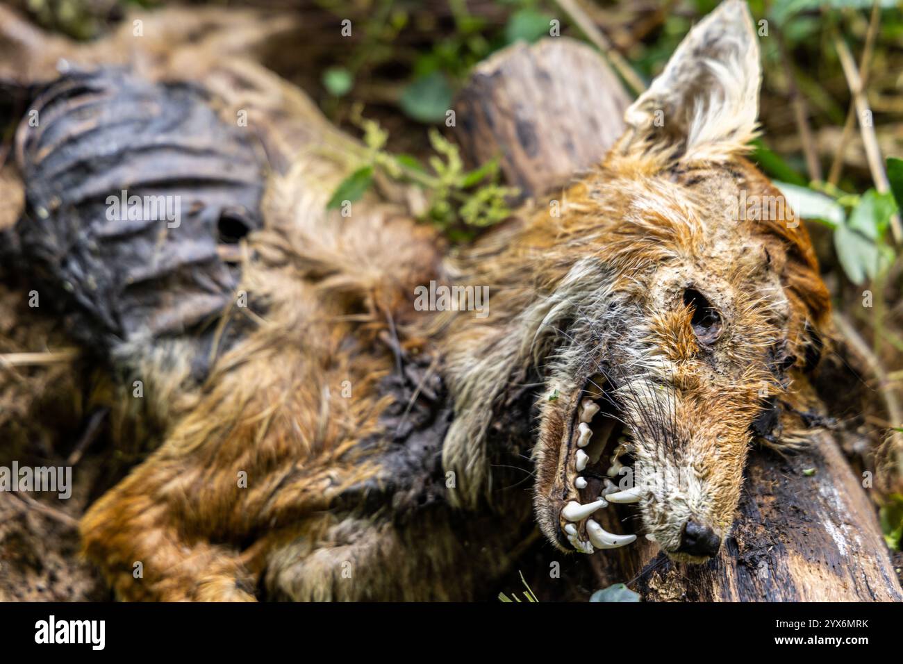 Una volpe morta con le zecche si trova vicino alla foresta. Foto Stock