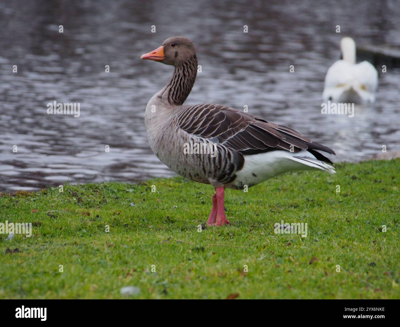 Oca grigia (anser anser) in piedi vicino allo stagno nel parco Rheinaue a Bonn, in Germania, con un cigno sullo sfondo Foto Stock