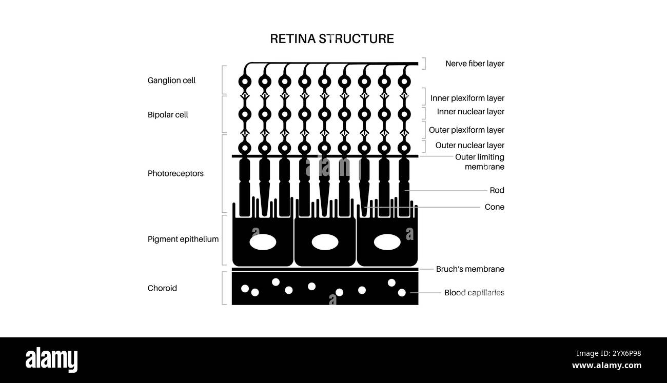 Struttura della retina, illustrazione. Foto Stock