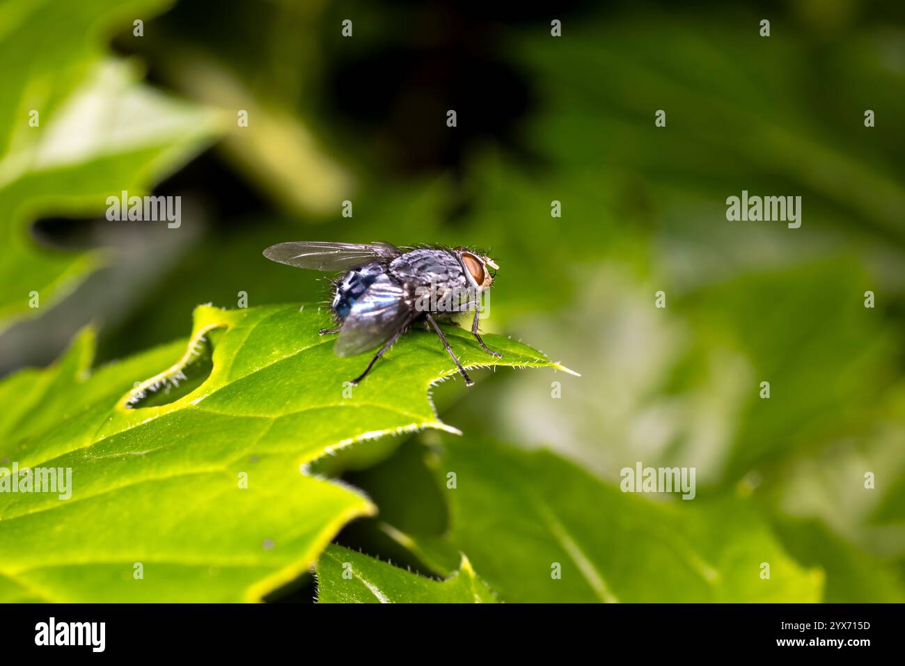 Vola a distanza ravvicinata sulla foglia Foto Stock