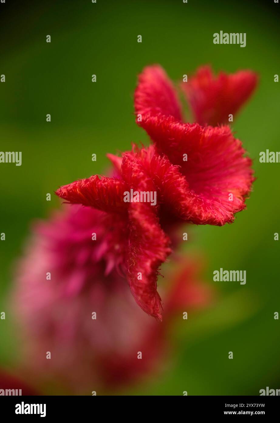Primo piano di Celosia argentea Foto Stock