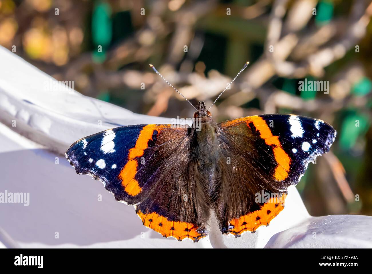 Vista dorsale dell'ammiraglio rosso (Vanessa atalanta) di medie dimensioni con ali nere, bande rosse e macchie bianche su sfondo bianco. Foto Stock