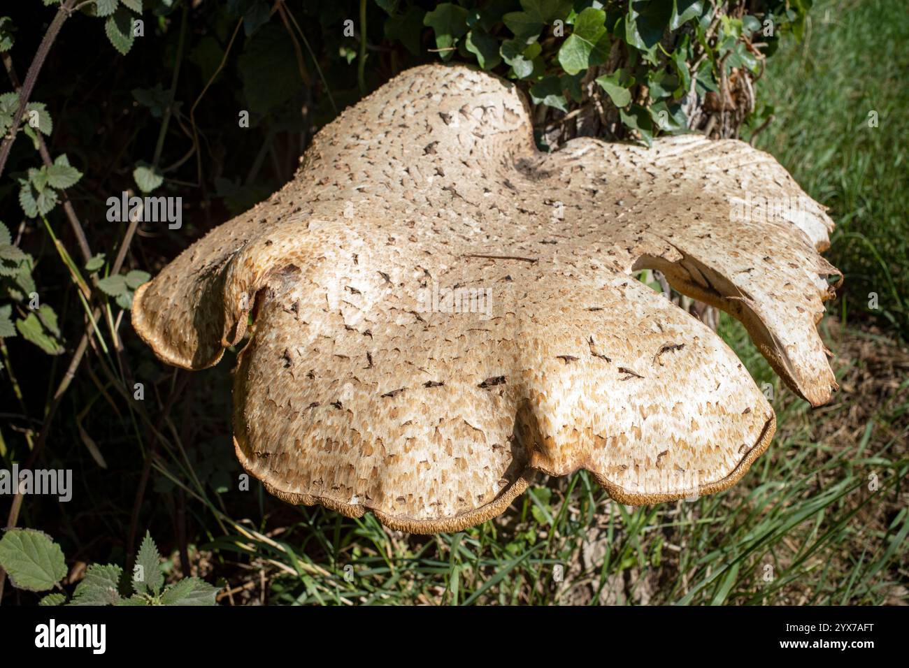 Toadstool che cresce accanto al B1083 Bawdsey Suffolk Foto Stock