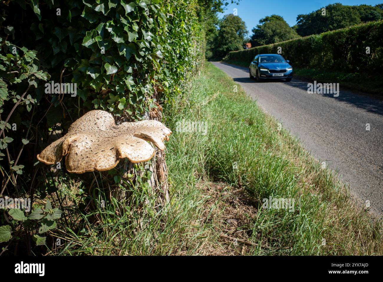 Toadstool che cresce accanto al B1083 Bawdsey Suffolk Foto Stock