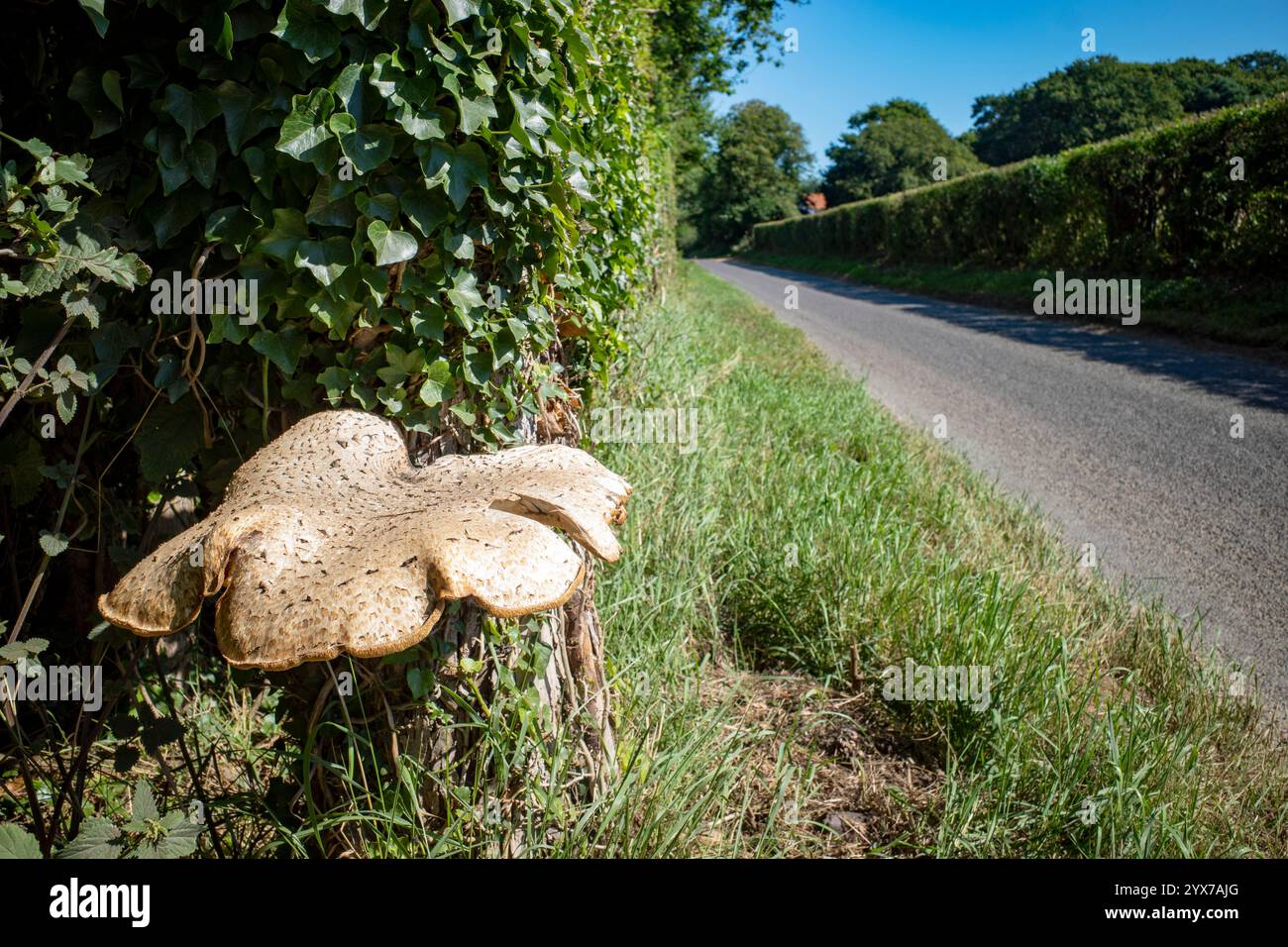 Toadstool che cresce accanto al B1083 Bawdsey Suffolk Foto Stock