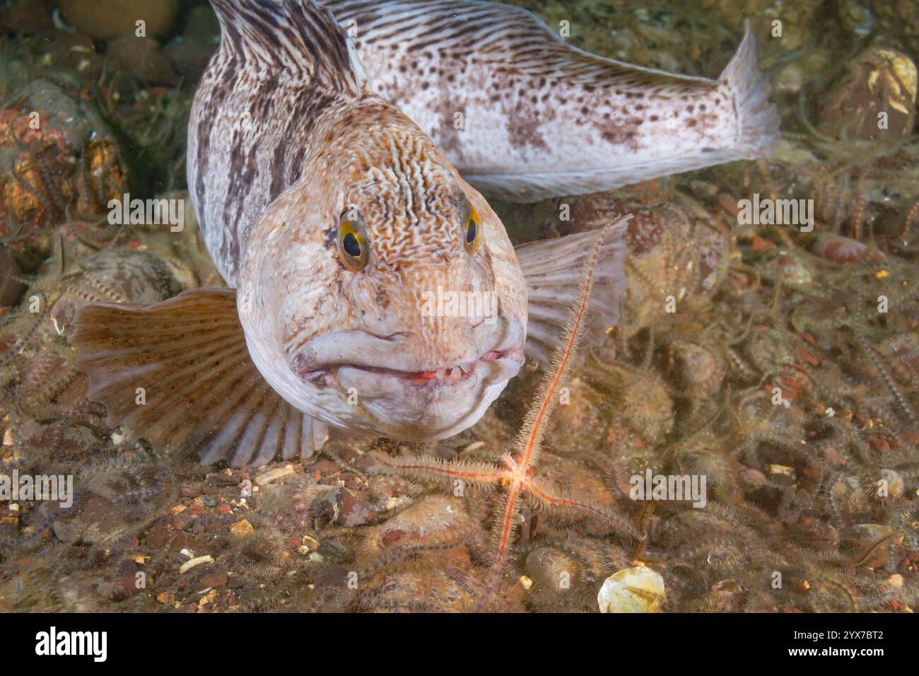 Atlantic Wolffish, a caccia di stelle fragili a St. Abbs, nella riserva marina di Berwickshire Foto Stock