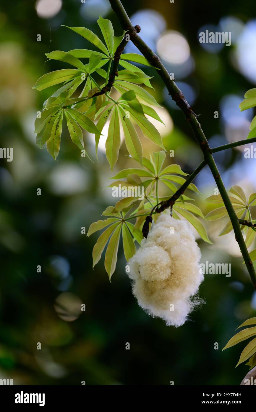 Kapok Fibre sull'albero di cotone a Flores, Indonesia Foto Stock