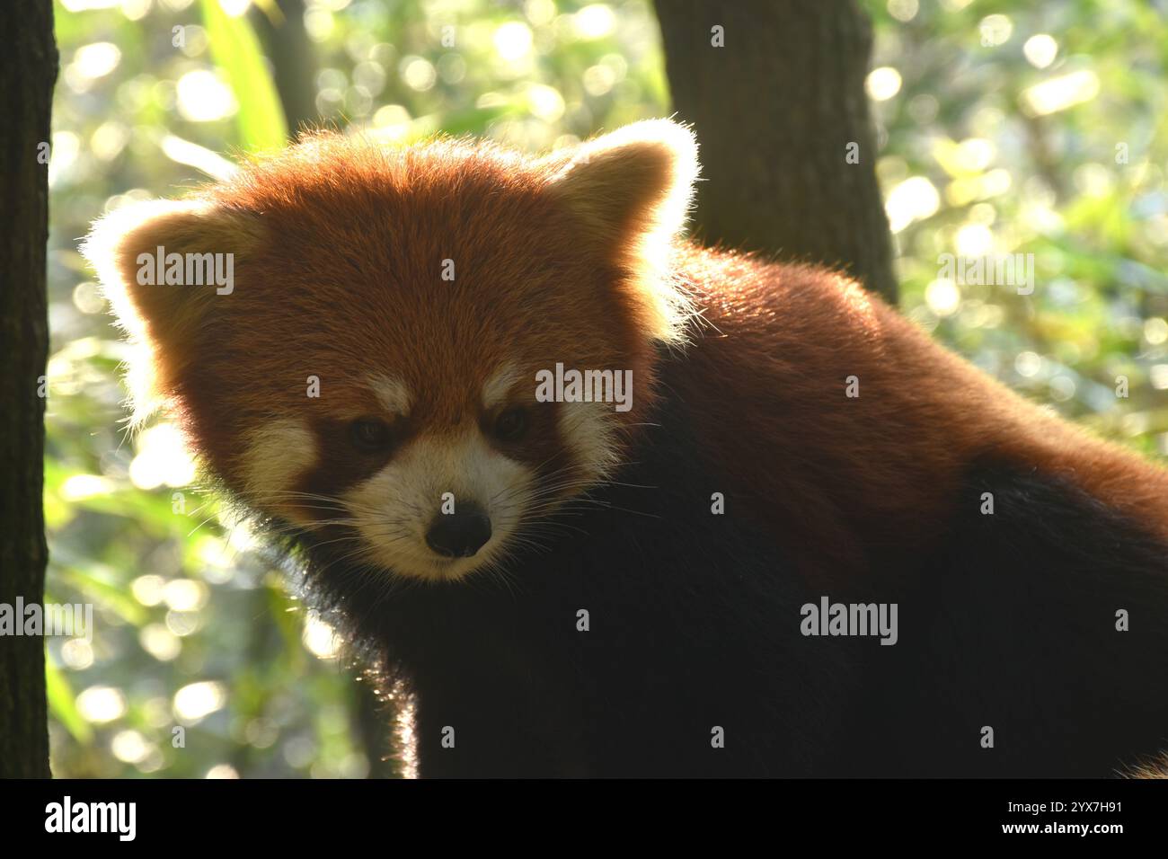 panda rosso o gatto splendente su un albero nella foresta Foto Stock