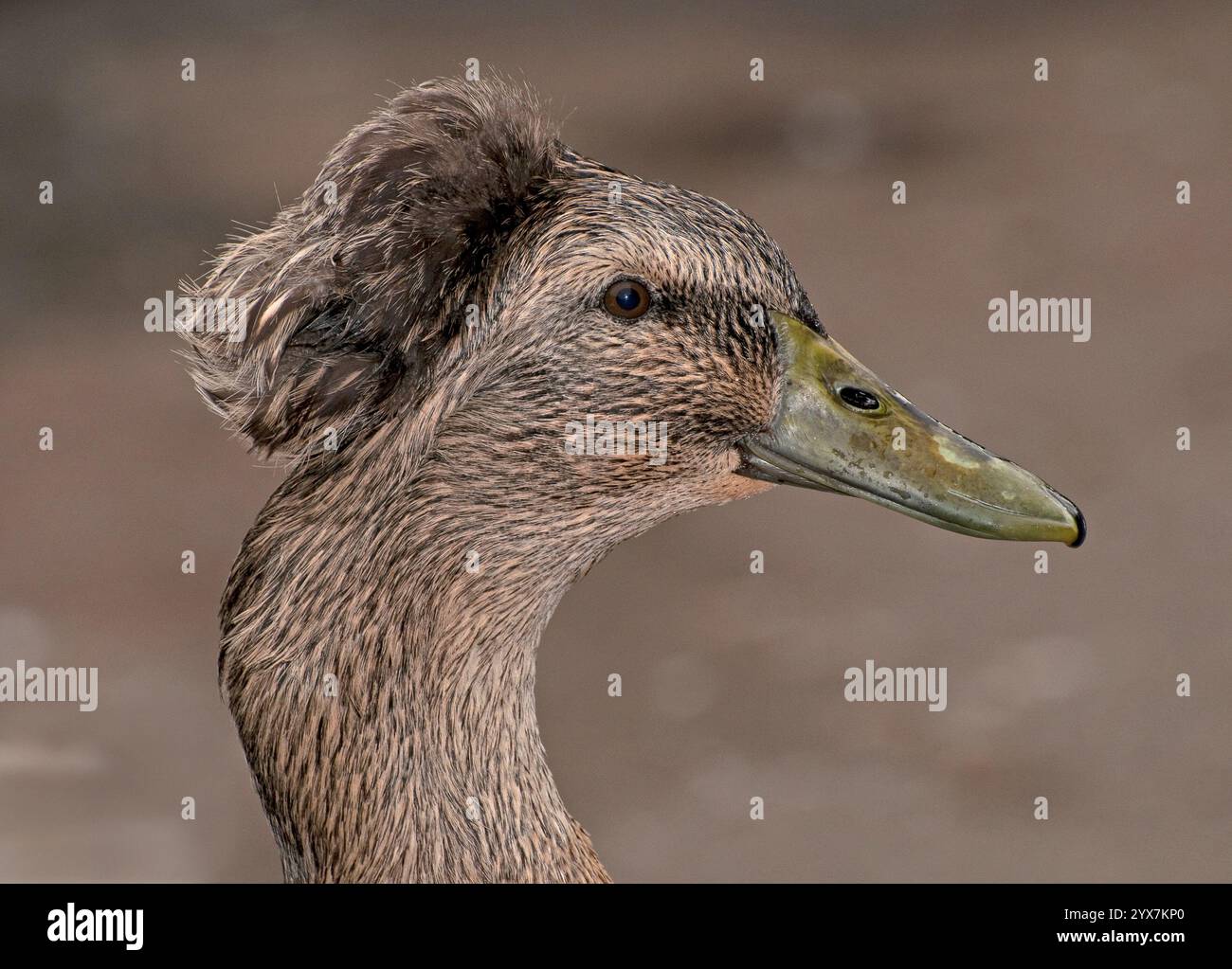 Una vista laterale di un anatra marrone, platyrhynchos di Anas, su uno sfondo naturale marrone chiaro. Un primo piano splendidamente curato e ben concentrato. Foto Stock